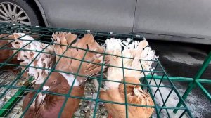 ГОЛУБИ УЗБЕКСКИЕ БАКИНСКИЕ ДЕКОРАТИВНЫЕ на ЯРМАРКЕ в городе КЕМЕРОВО , апрель2022г.ДОСТАВКА ГОЛУБЕЙ