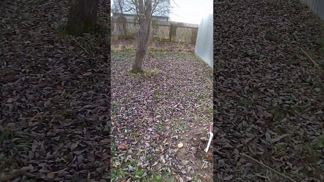 30 кустов пионов в полисаднике смотреть онлайн