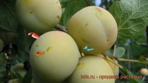 Слива гибридный Ренклод колхозный ? обзор: как сажать, саженцы сливы Ренклод колхозный