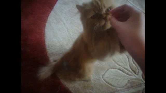 Кот Персик кушает корм из рук:) смотреть онлайн