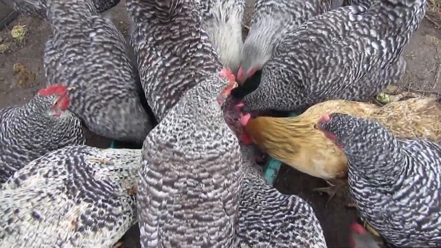 Адлеровская Серебристая и Гриз Бар! смотреть онлайн