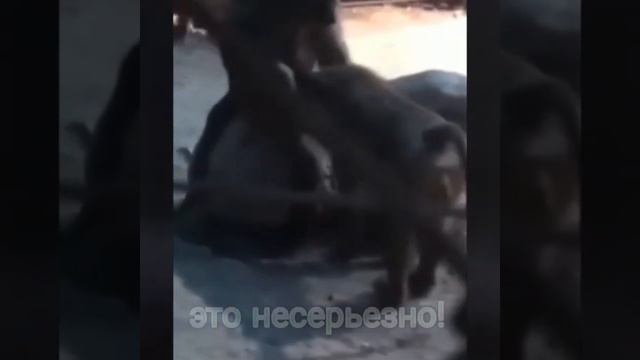 Я никогда не женюсь! смотреть онлайн