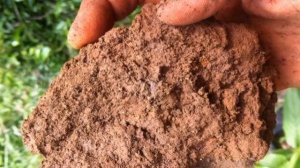 Туя восточная: описание, сорта, посадка и уход