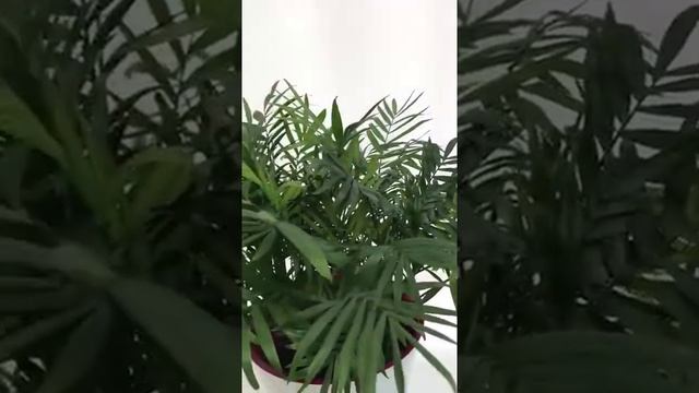 Пальма ховея в горшочке смотреть онлайн