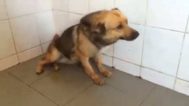 Видео из клиники. Джимми щенок. смотреть онлайн