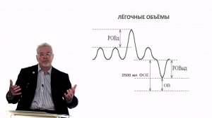 Евсеев А.В. Нормальная физиология. Лекция №21. Внешнее дыхание. Сурфактант. Лёгочные объёмы. 2024