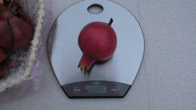 Гранат садовый "Абхазский". Дегустация. Первое плодоношение. Краснодарский край. смотреть онлайн