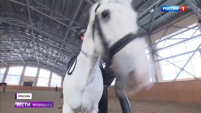 Лошади президентского полка как их готовят к показам смотреть онлайн