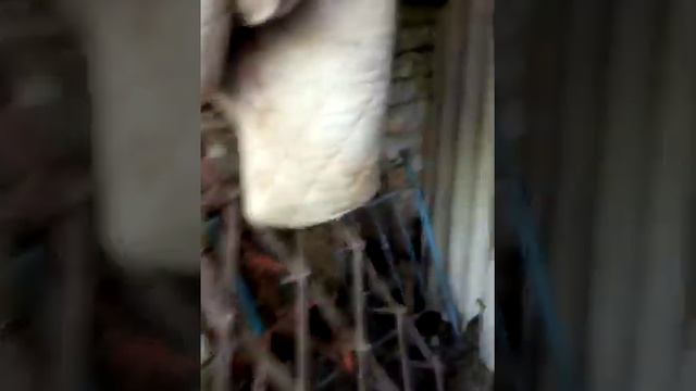 Когда дуб хотел посодить и вырастить дуб из жолудя! смотреть онлайн