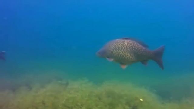 ТОП 7 рыбы для выращивания в своём пруду! смотреть онлайн