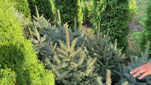 Ель колючая ф голубая на осень 2021 года. Обзор интернет-магазина питомника 