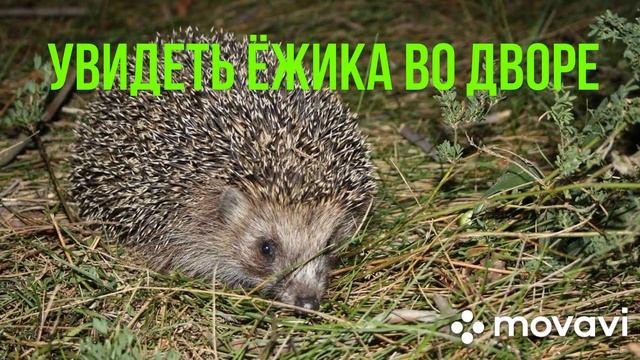 Народная примета. Увидеть ёжика во дворе. смотреть онлайн