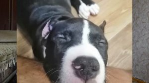 Купирование Ушей у Амстаффа. Наш Личный Опыт