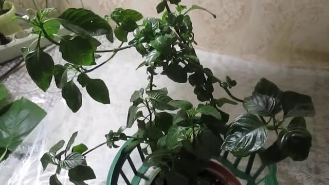 Кроссандра- оранжевое чудо !