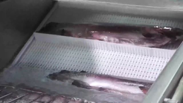 Хранение, упаковка и транспортировка радужной форели смотреть онлайн