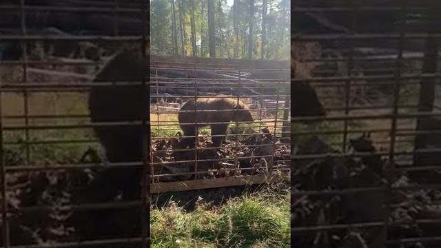 дикий медведь в ловушке. смотреть онлайн