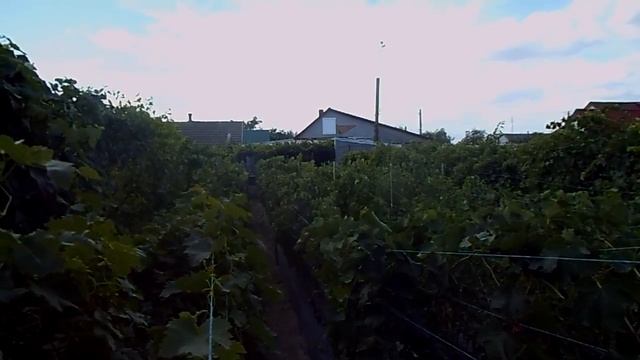 Когда лучше сажать виноград? смотреть онлайн