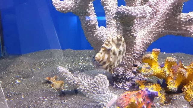 Единорог щетинохвостый (Acreichthys tomentosus) смотреть онлайн