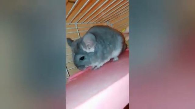 Шиншилла фиолетовый бархат. Гладим шиншиллу. / Cute Chinchilla / Purple Chinchilla