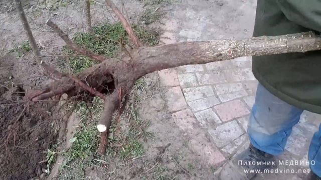 Перевалка или как пересадить взрослое дерево смотреть онлайн