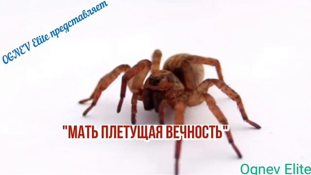 Паук(интереснейших символизм) смотреть онлайн