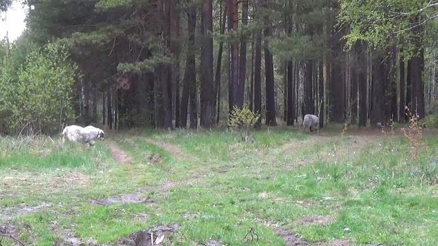 Белоярка. Открытие летнего сезона. Рыбалка на фидер. смотреть онлайн