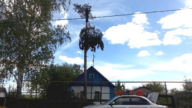 Как спилить сосну на участке? смотреть онлайн