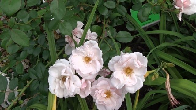 Rosa ´New Dawn´ смотреть онлайн