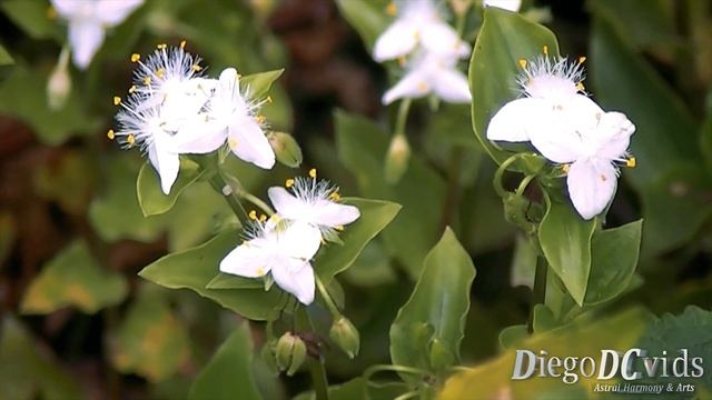Tradescantia fluminensis - erva-da-fortuna - wandering Jew (Commelinaceae) смотреть онлайн