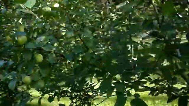 Обработка или обрезка на яблонях от гусениц бабочек боярышницы смотреть онлайн