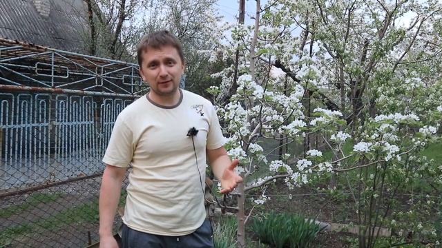 Результаты по груше, зацвела или нет, какой же все таки метод эффективен? смотреть онлайн