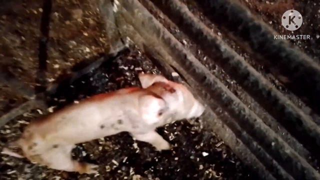 Тяжёлый опорос, свиноматка рвёт поросят, пришлось одеть намордник. Приехало 5 тон пшеницы. смотреть онлайн