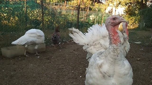 ПОНОС у птицы//МАРГАНЦОВКА для чего надо её давать. смотреть онлайн