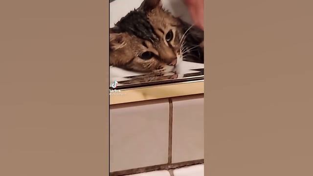 Funny Cats That Can Probably Bring World Peace