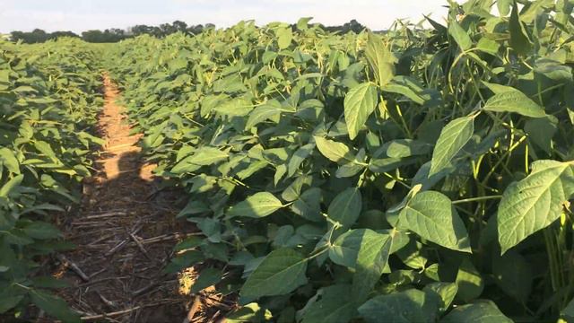 No-till соя хайстар