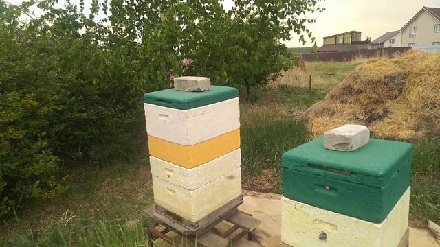 развитие пчёл на Урале 2023 год смотреть онлайн