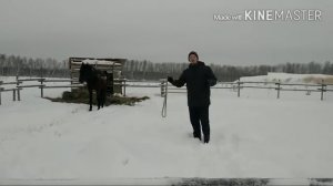 Лошадь кусается - видео урок (обучалка). Что делать?