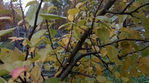 Груша Любимица Клаппа