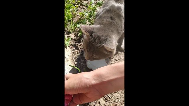 Кормим бездомных котов /Помощь животным / добрые дела . смотреть онлайн