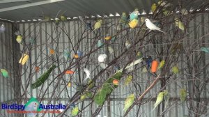 75 Budgies Chirping, Singing, Playing and Feeding | BirdSpyAus