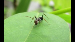 Звук отпугивающий муравьев - тараканов - насекомых. Высокочастотный звук.