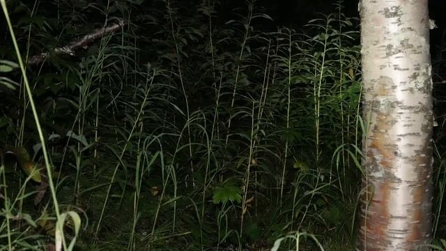 НОЧНОЙ ЛЕС смотреть онлайн