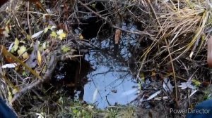 Поставил петли на бобра осенью 2022 год ноябрь!