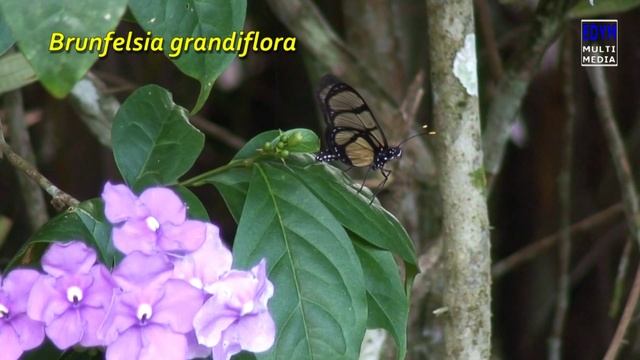 Shiric Sanango * Brunfelsia Grandiflora