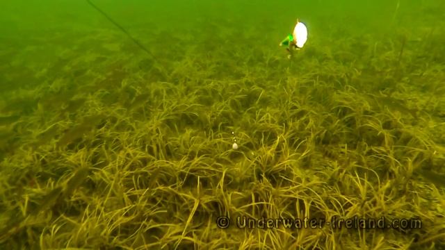 Fishing: smart but agressive pike. Deadbait vs lure, underwater attack. Рыбалка щука атака. смотреть онлайн