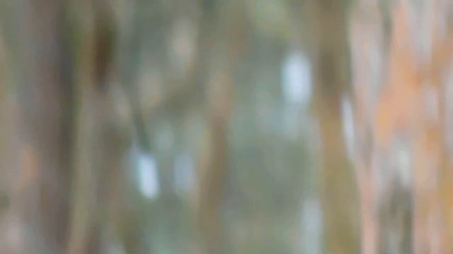 Turdus Philomelos and forest (nikon coolpix b500) смотреть онлайн
