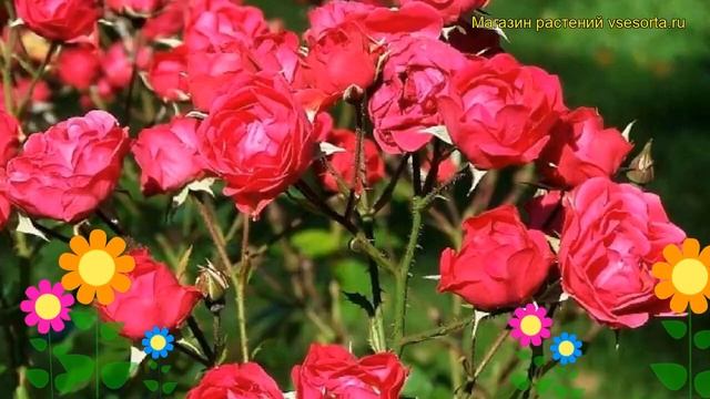 Роза полиантовая Сальмонеа. Краткий обзор, описание характеристик, где купить саженцы Salmonea смотреть онлайн