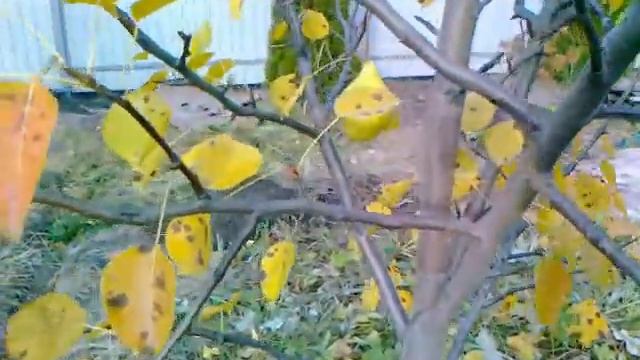 Питомник Кутепово. Груша Памяти Яковлева. смотреть онлайн