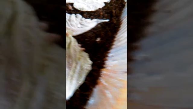 Уход за улитками АХАТИНАМИ и яйцами, иулитятами "!!!'' смотреть онлайн