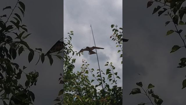 Отпугиватель птиц, своими руками смотреть онлайн